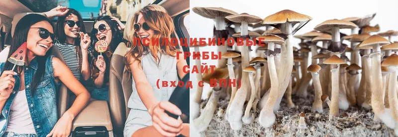 где можно купить   Балахна  Галлюциногенные грибы MAGIC MUSHROOMS 